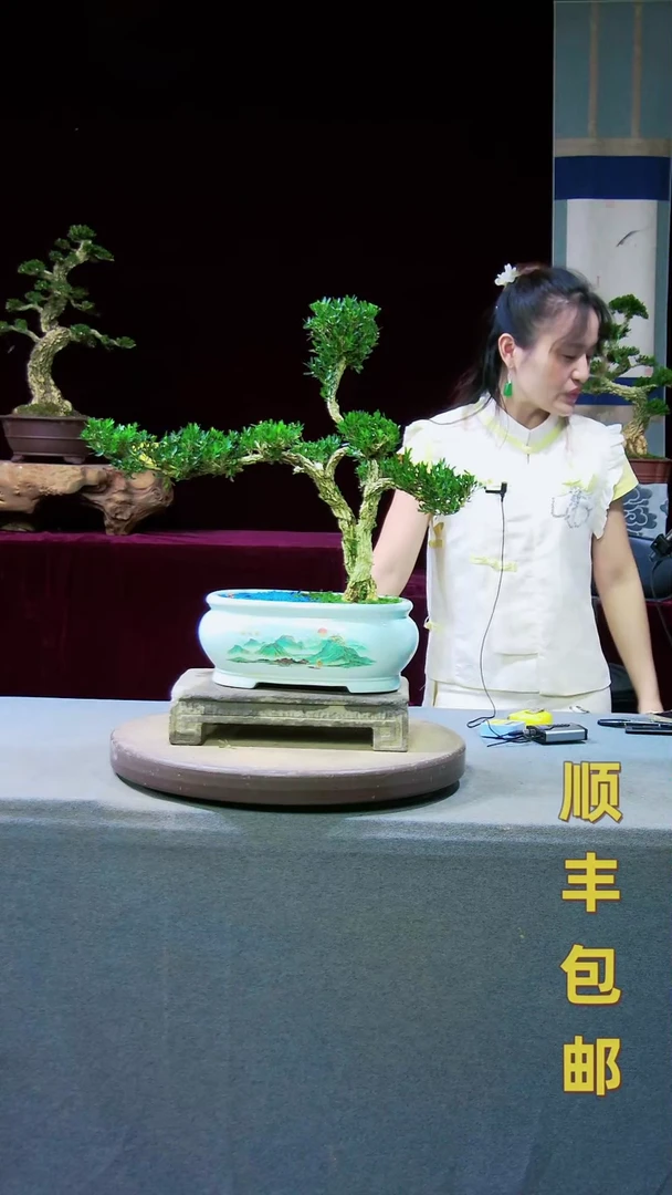 【闪购商品】雀舌黄杨盆景雀舌黄杨盆景