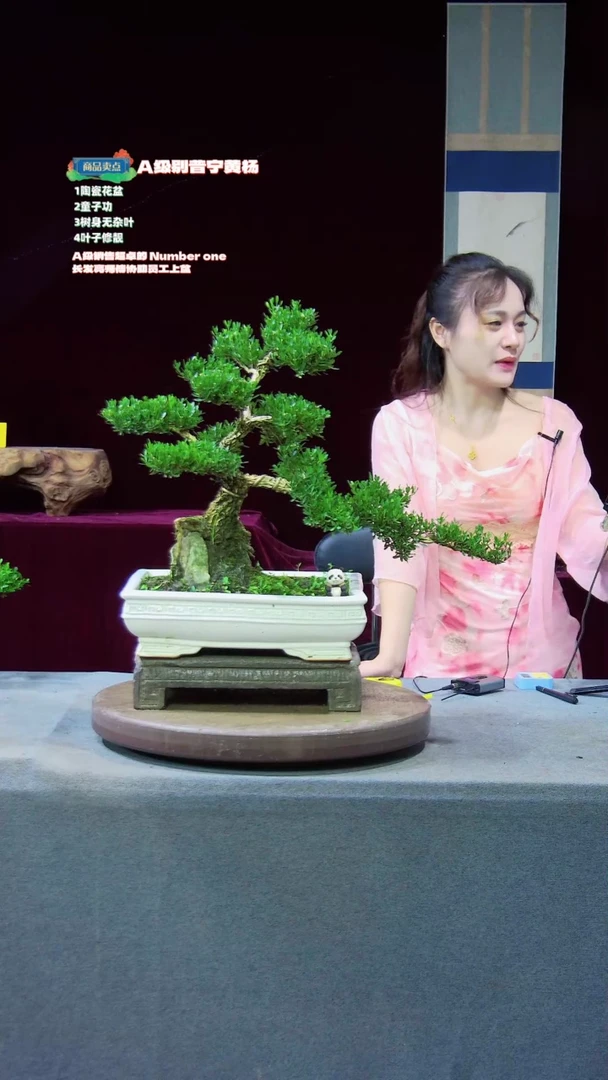 【闪购商品】雀舌黄杨盆景雀舌黄杨盆景