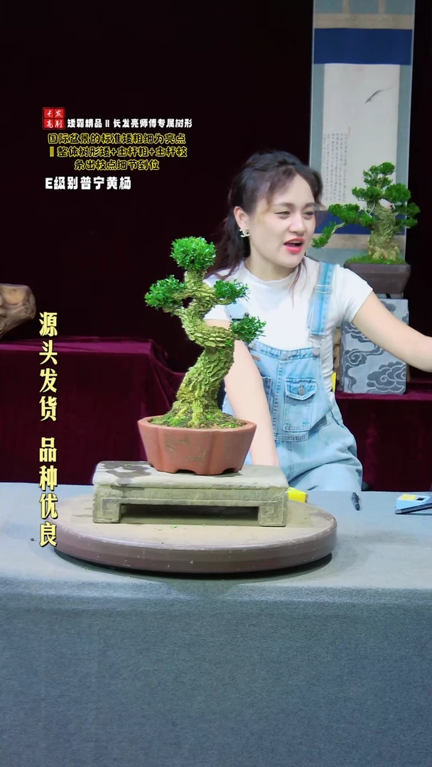 【闪购商品】雀舌黄杨盆景雀舌黄杨盆景