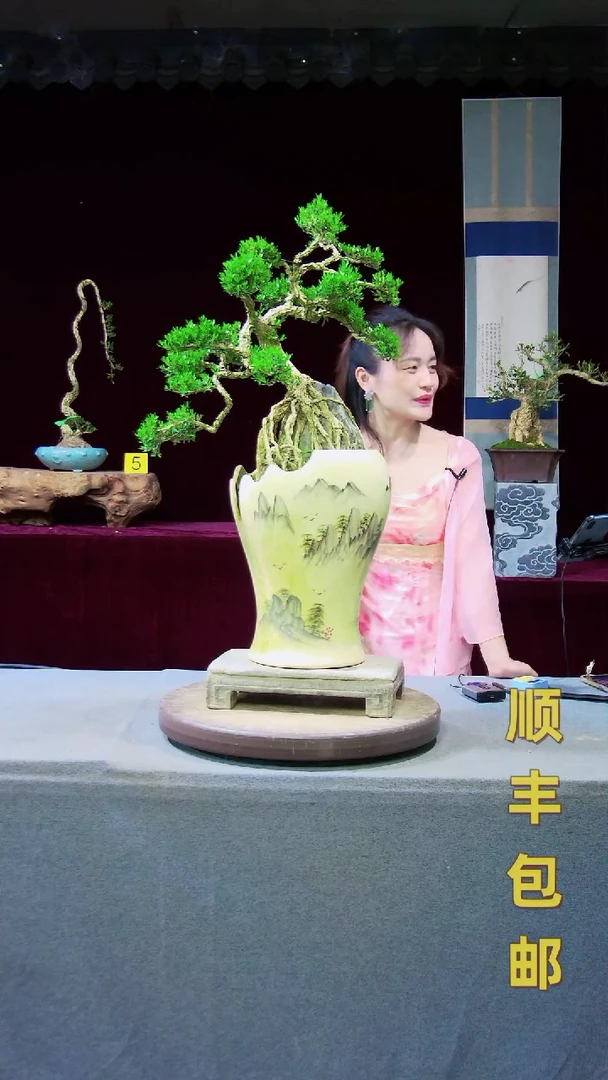 【闪购商品】雀舌黄杨盆景雀舌黄杨盆景