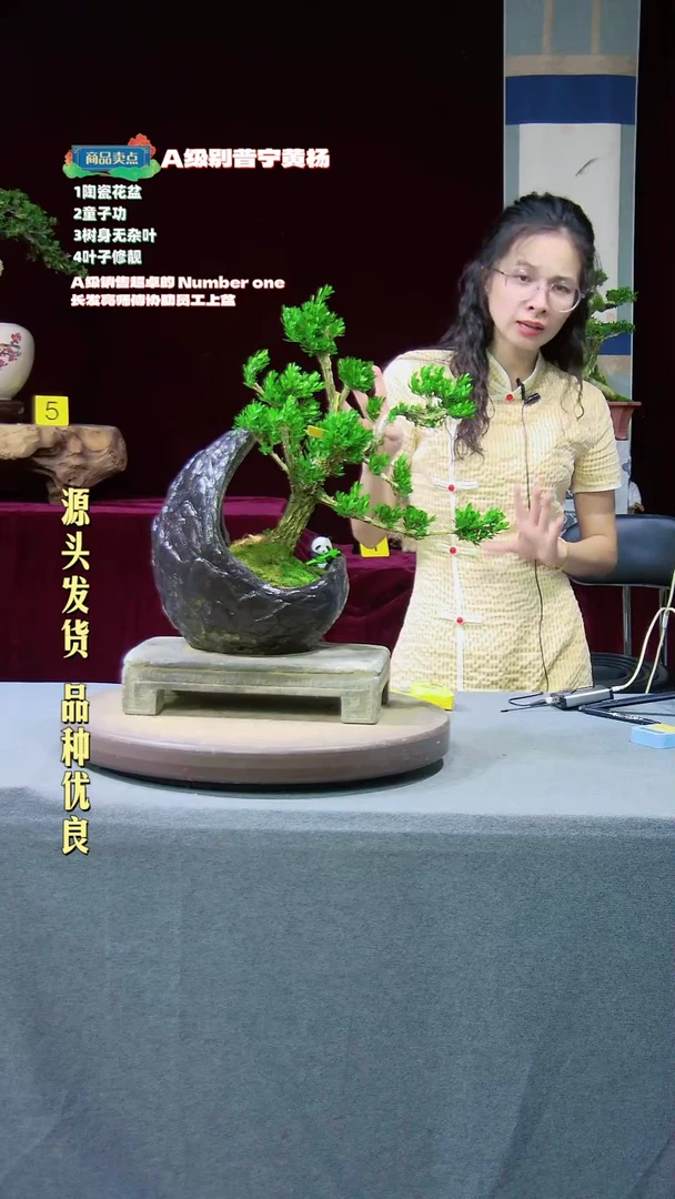 【闪购商品】黄杨盆景黄杨盆景