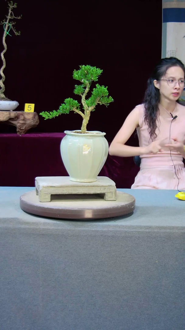 【闪购商品】雀舌黄杨盆景雀舌黄杨盆景