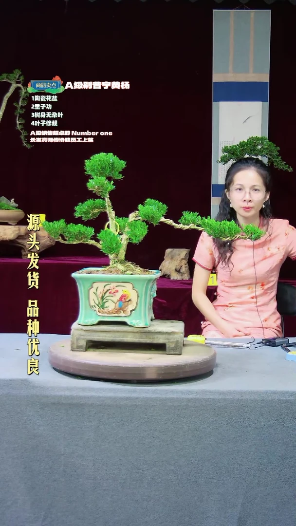 【闪购商品】雀舌黄杨盆景雀舌黄杨盆景