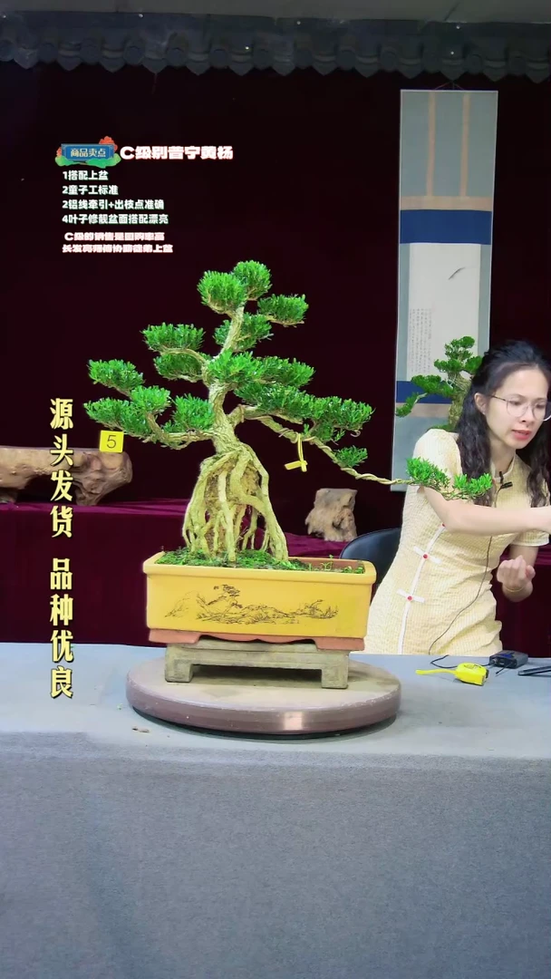 【闪购商品】雀舌黄杨盆景高端黄杨盆景