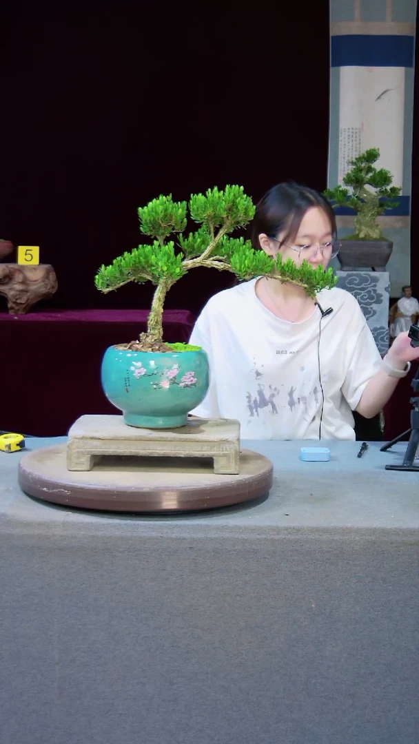 【闪购商品】黄杨盆景黄杨盆景