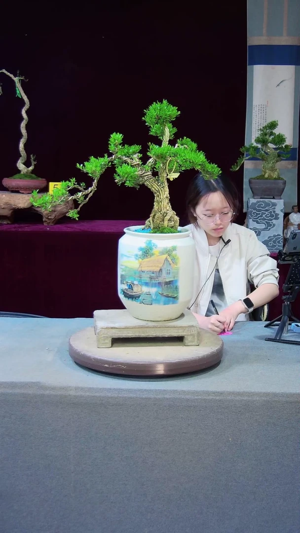 【闪购商品】黄杨盆景黄杨盆景