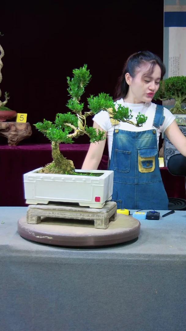 【闪购商品】雀舌黄杨盆景雀舌黄杨盆景