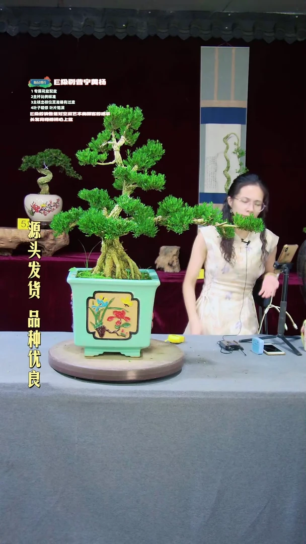【闪购商品】雀舌黄杨盆景雀舌黄杨盆景