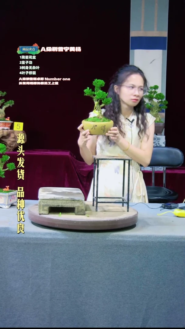 【闪购商品】雀舌黄杨盆景雀舌黄杨盆景