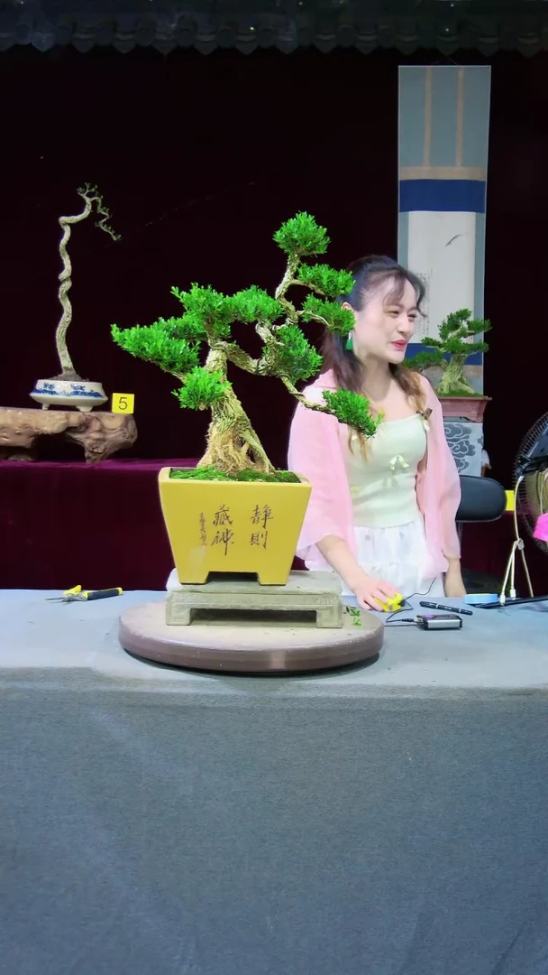 【闪购商品】雀舌黄杨盆景雀舌黄杨盆景