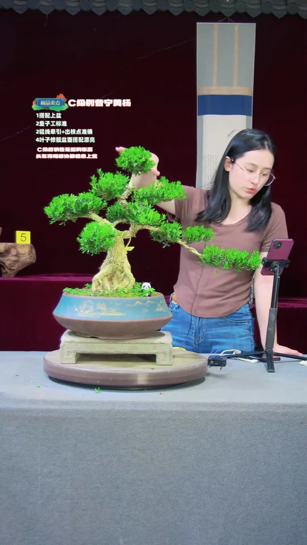 【闪购商品】雀舌黄杨盆景雀舌黄杨盆景