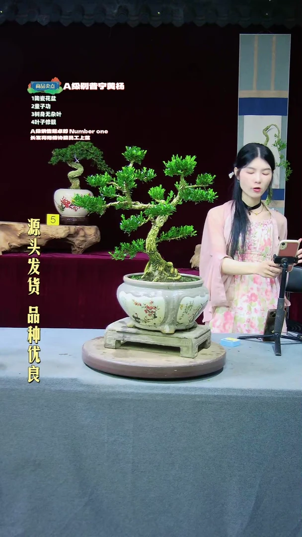 【闪购商品】黄杨盆景黄杨盆景