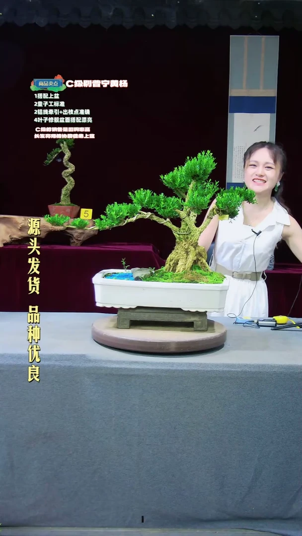 【闪购商品】黄杨盆景黄杨盆景