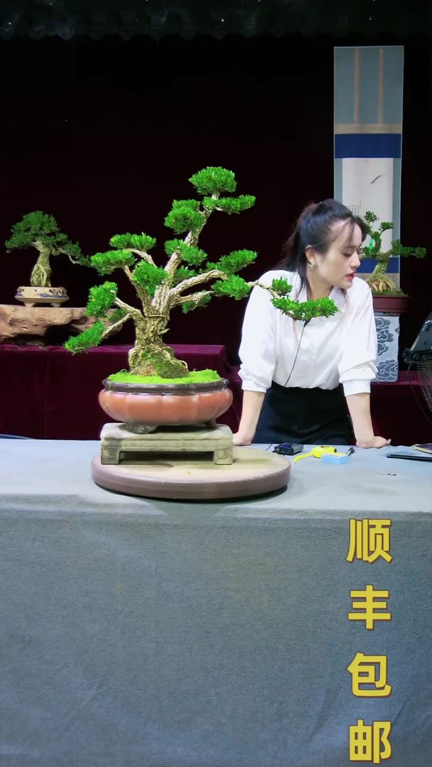 【闪购商品】雀舌黄杨盆景雀舌黄杨盆景