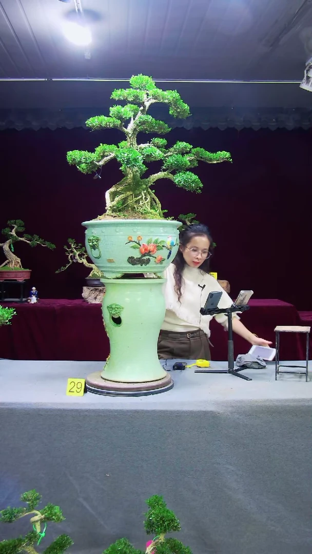 【闪购商品】雀舌黄杨盆景雀舌黄杨盆景