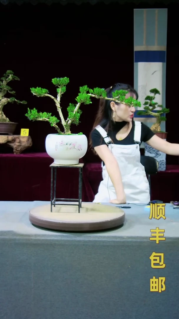 【闪购商品】雀舌黄杨盆景雀舌黄杨盆景