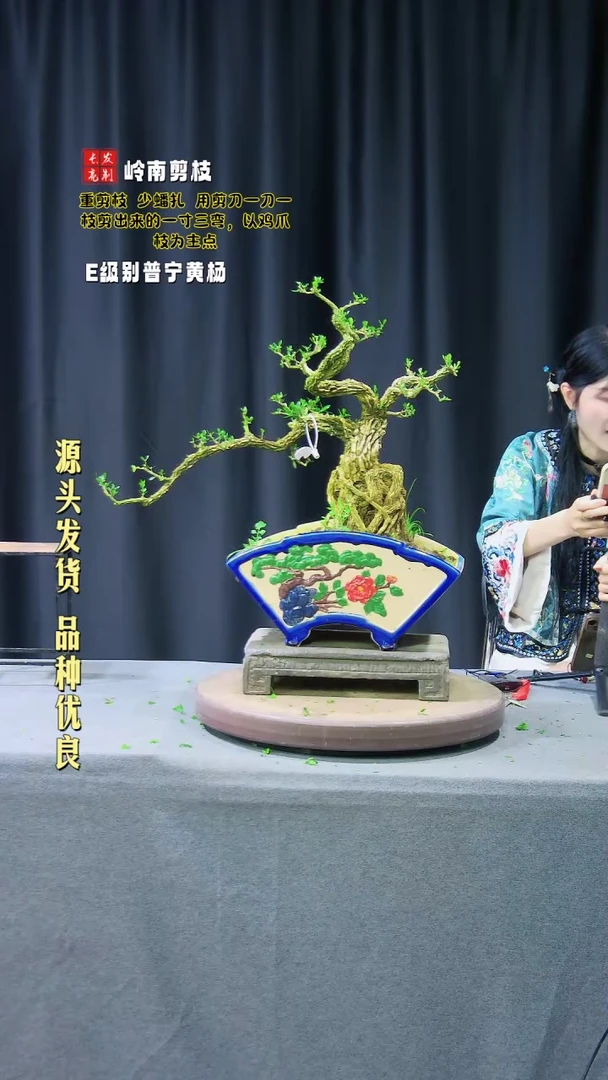 【闪购商品】黄杨盆景黄杨盆景