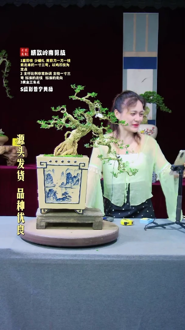 【闪购商品】雀舌黄杨盆景雀舌黄杨盆景