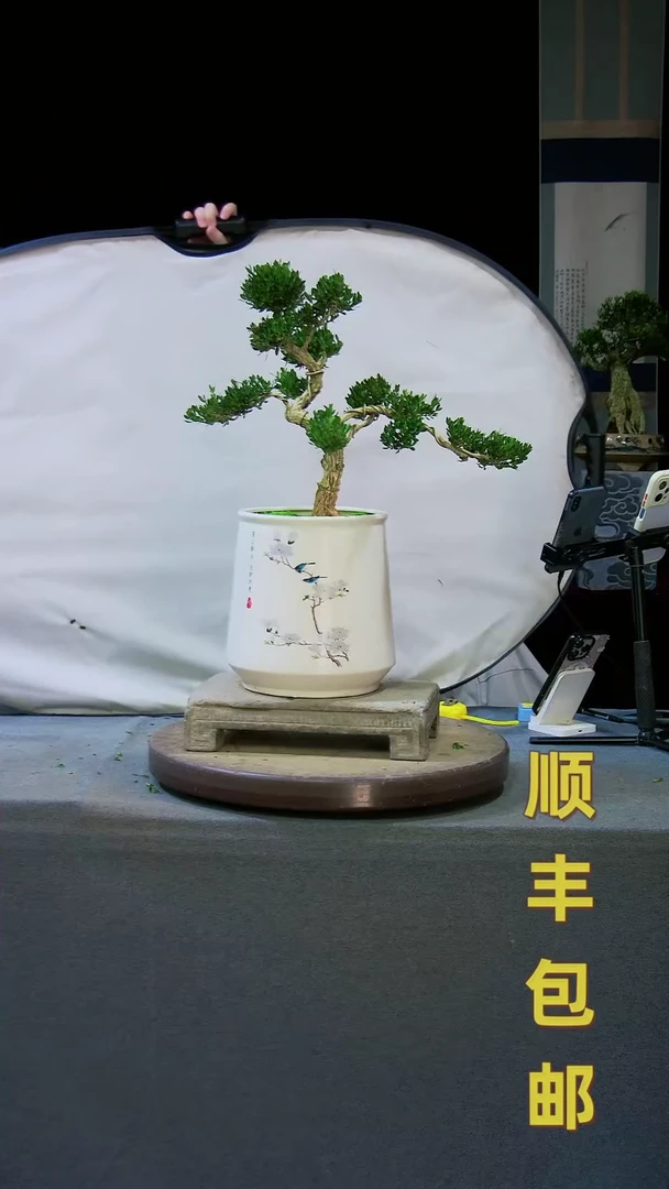 【闪购商品】黄杨盆景黄杨盆景