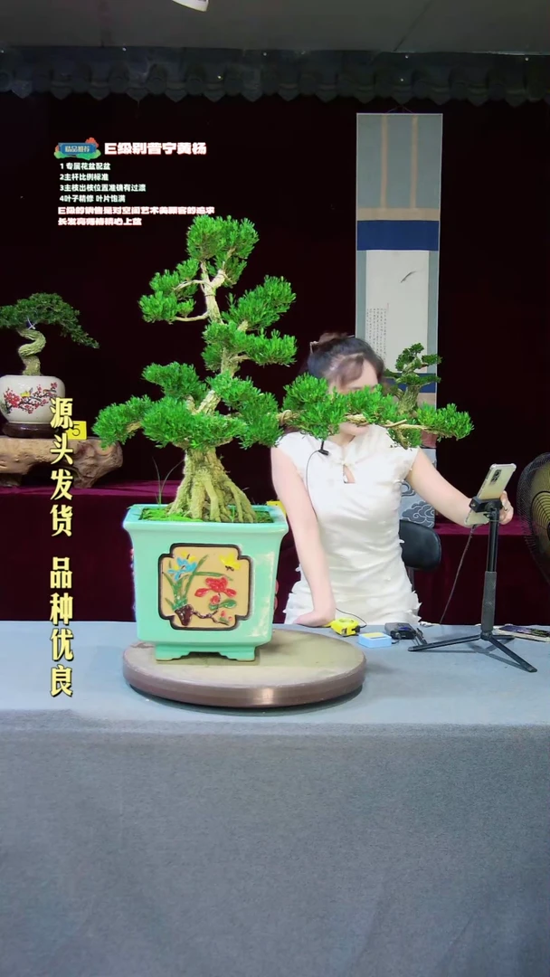 【闪购商品】雀舌黄杨盆景雀舌黄杨盆景