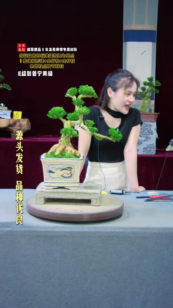 【闪购商品】雀舌黄杨盆景雀舌黄杨盆景