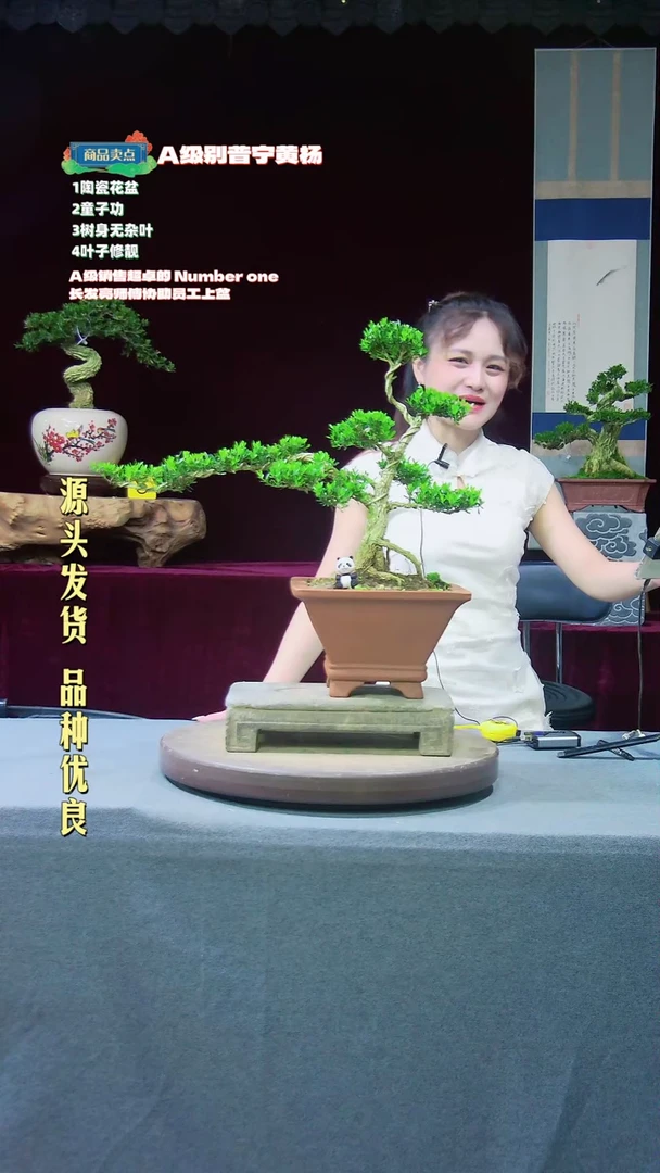 【闪购商品】黄杨盆景黄杨盆景