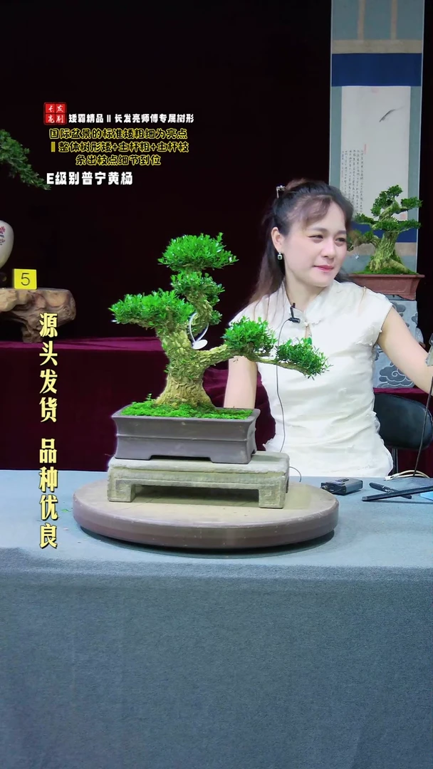 【闪购商品】黄杨盆景黄杨盆景