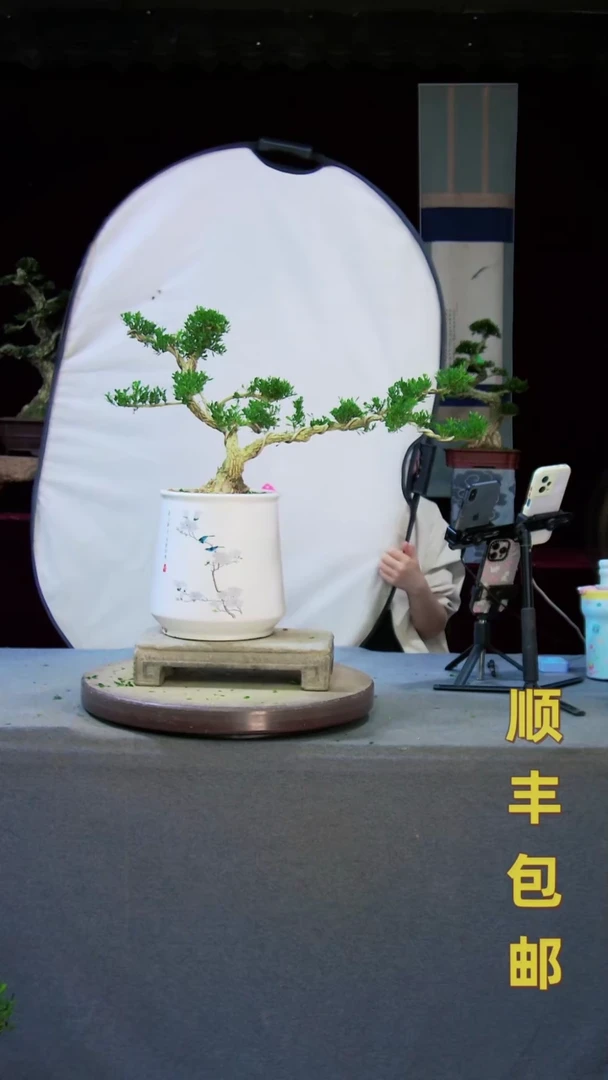 【闪购商品】黄杨盆景黄杨盆景