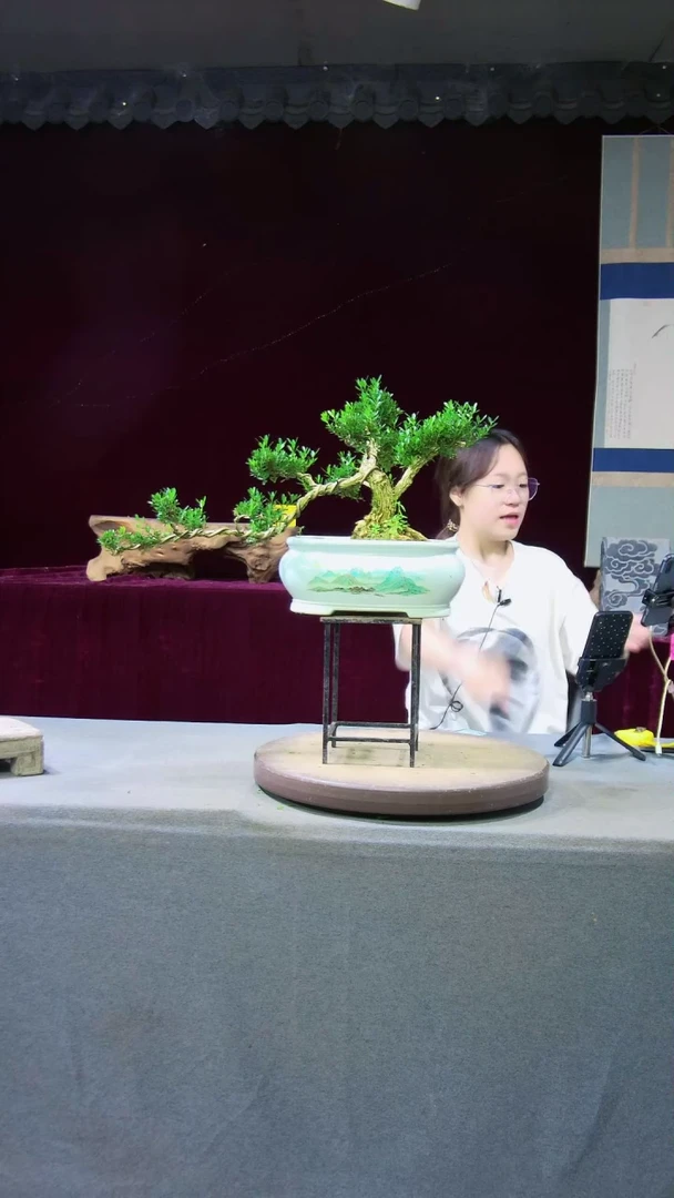 【闪购商品】雀舌黄杨盆景雀舌黄杨盆景