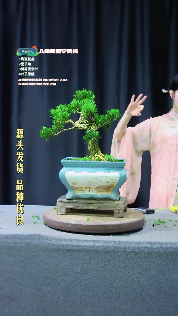 【闪购商品】黄杨盆景黄杨盆景