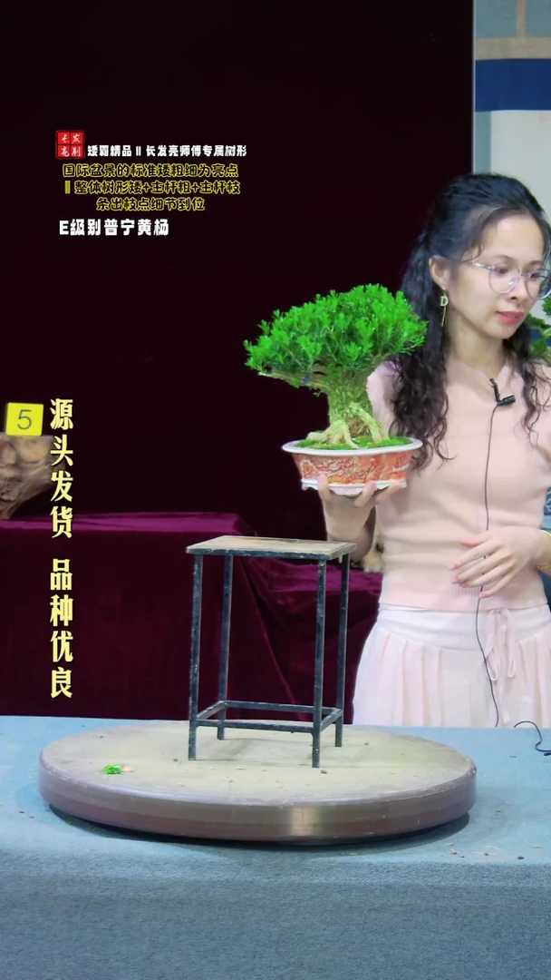 【闪购商品】雀舌黄杨盆景雀舌黄杨盆景