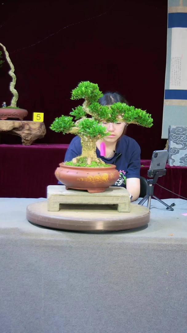 【闪购商品】黄杨盆景广东高端黄杨盆景