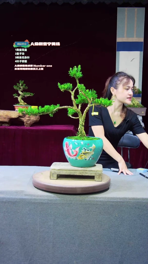 【闪购商品】雀舌黄杨盆景雀舌黄杨盆景