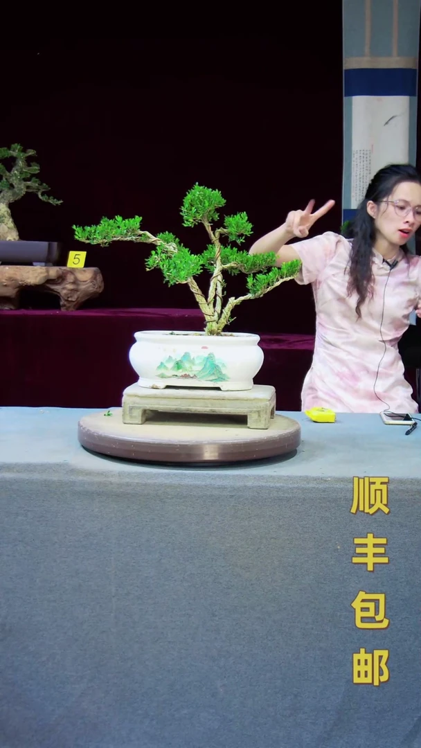 【闪购商品】黄杨盆景黄杨盆景