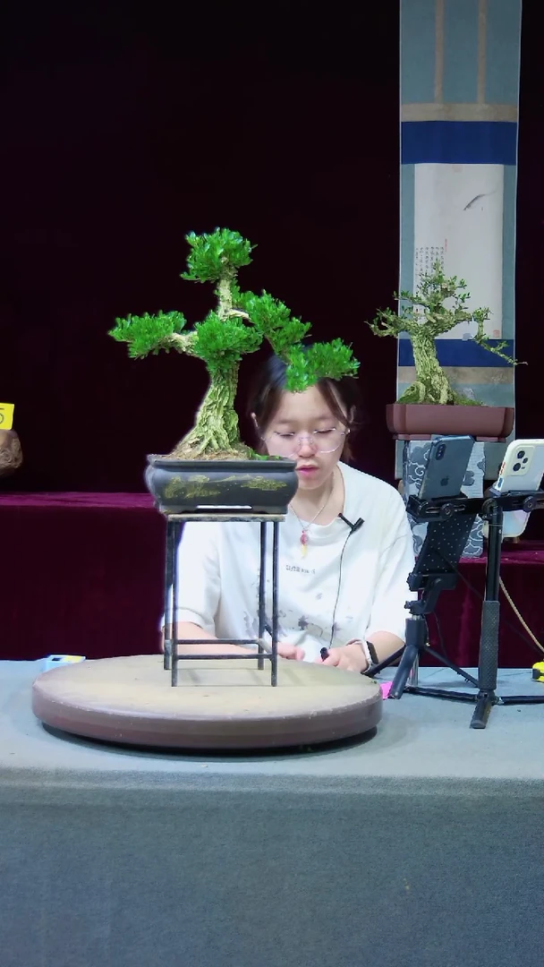 【闪购商品】雀舌黄杨盆景雀舌黄杨盆景