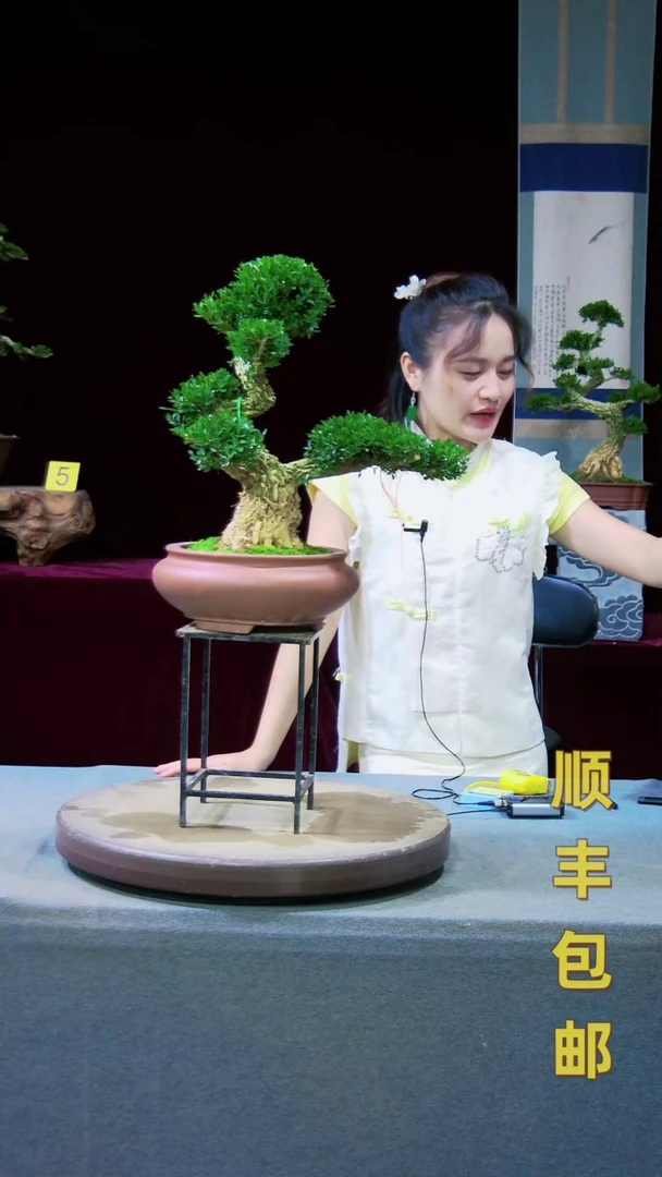 【闪购商品】雀舌黄杨盆景雀舌黄杨盆景