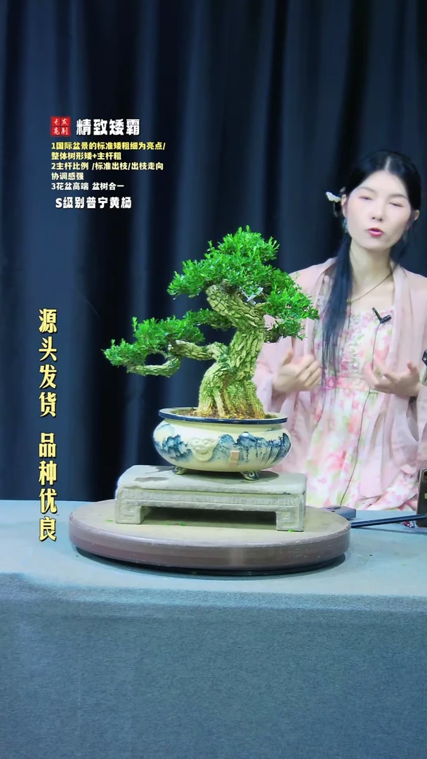 【闪购商品】黄杨盆景黄杨盆景