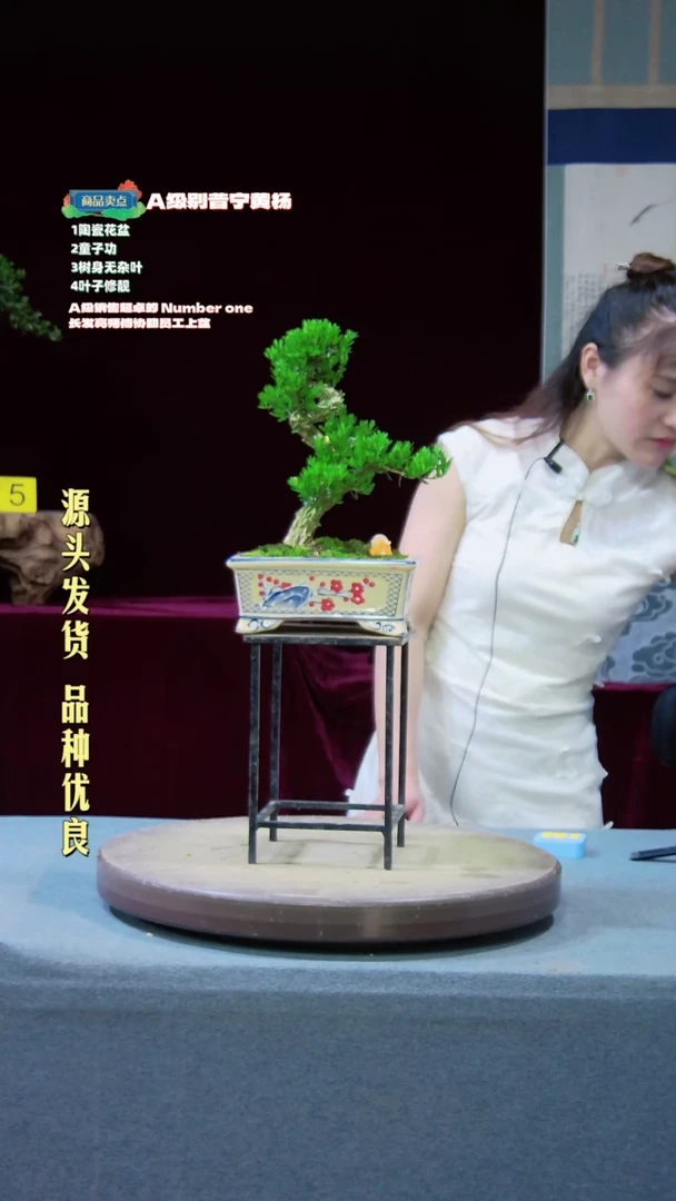 【闪购商品】雀舌黄杨盆景雀舌黄杨盆景