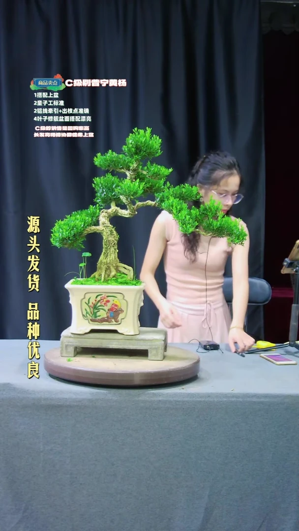【闪购商品】雀舌黄杨盆景雀舌黄杨盆景