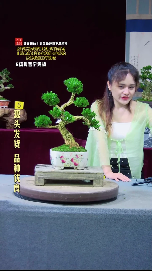 【闪购商品】雀舌黄杨盆景雀舌黄杨盆景