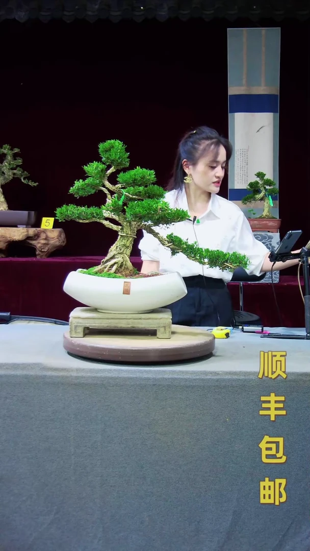 【闪购商品】雀舌黄杨盆景雀舌黄杨盆景