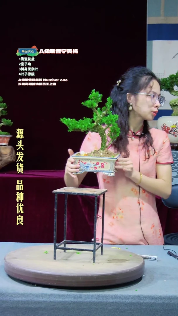 【闪购商品】黄杨盆景黄杨盆景