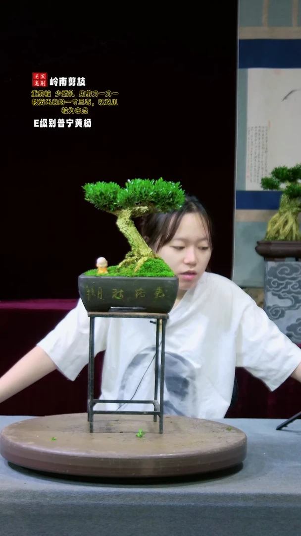 【闪购商品】黄杨盆景黄杨盆景