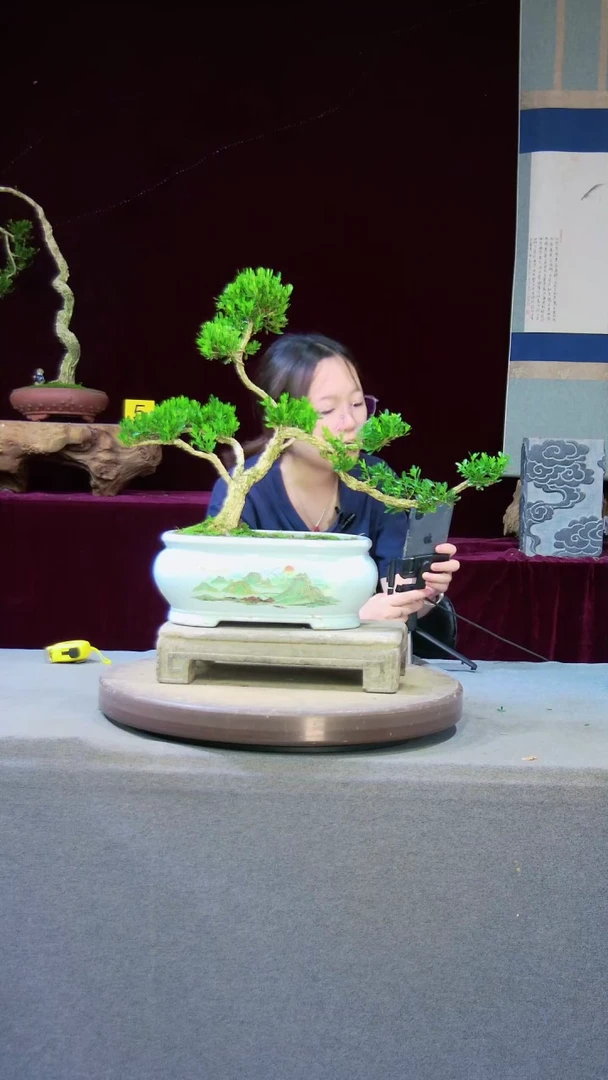 【闪购商品】雀舌黄杨盆景雀舌黄杨盆景