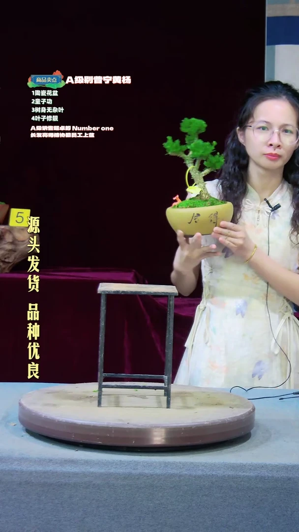【闪购商品】雀舌黄杨盆景雀舌黄杨盆景