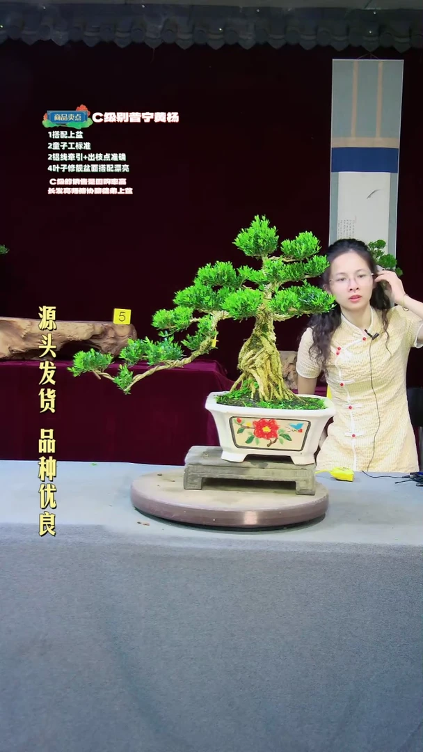 【闪购商品】雀舌黄杨盆景雀舌黄杨盆景