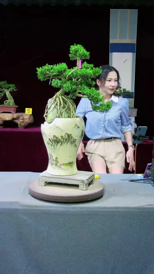 【闪购商品】雀舌黄杨盆景雀舌黄杨盆景