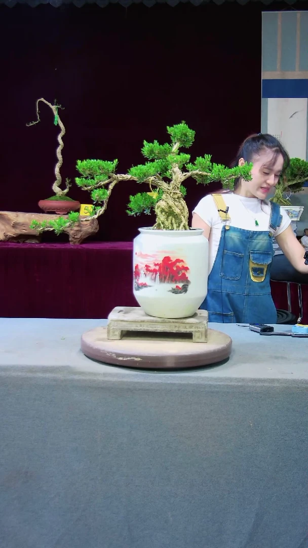 【闪购商品】雀舌黄杨盆景雀舌黄杨盆景