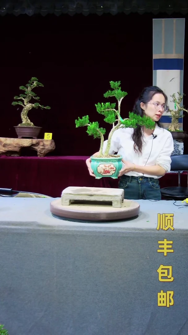 【闪购商品】黄杨盆景黄杨盆景