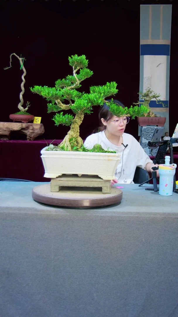 【闪购商品】黄杨盆景黄杨盆景